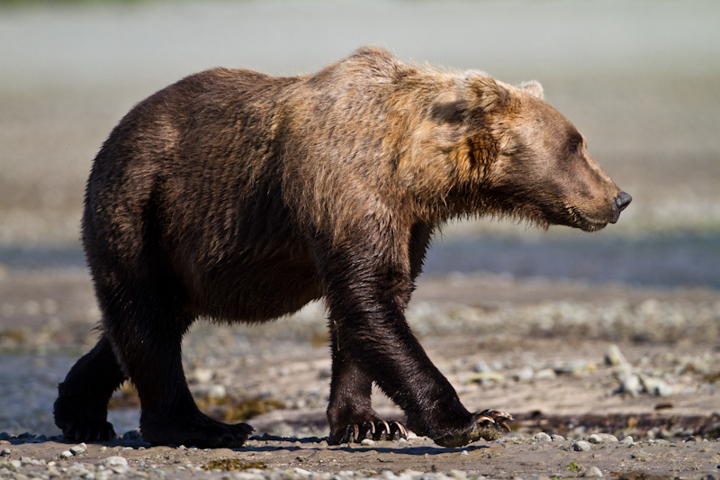 Grizzly Bear